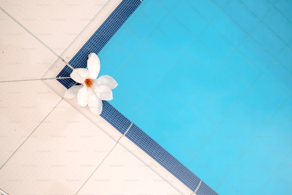 a white flower sitting on the edge of a swimming pool