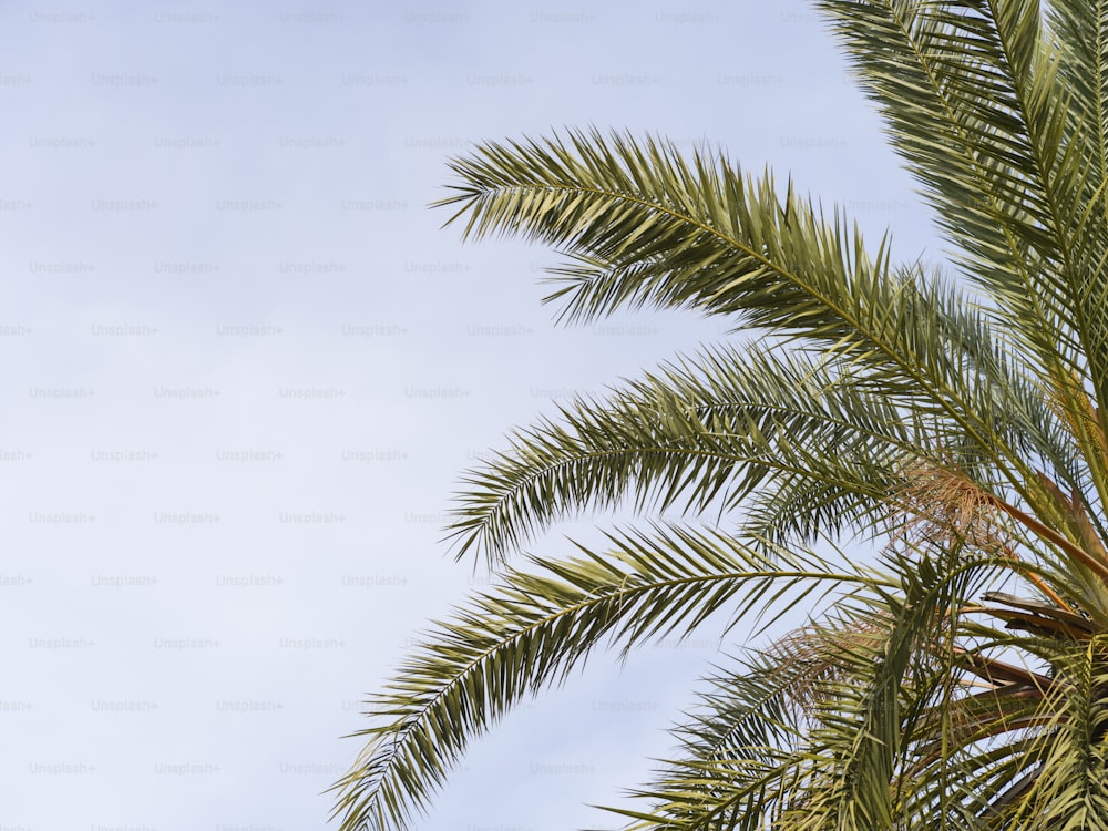 a palm tree with a blue sky in the background