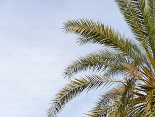 a palm tree with a blue sky in the background