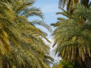 a row of palm trees with a blue sky in the background
