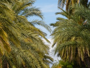 une rangée de palmiers avec un ciel bleu en arrière-plan