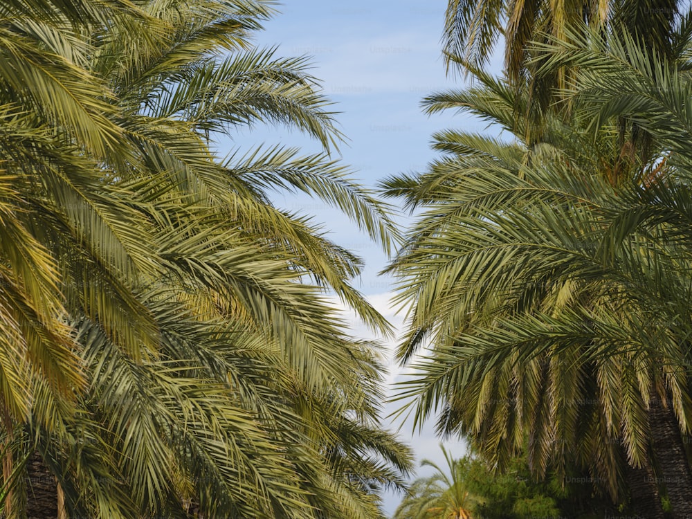 a row of palm trees with a blue sky in the background