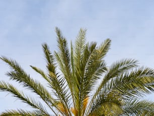 a palm tree with a blue sky in the background