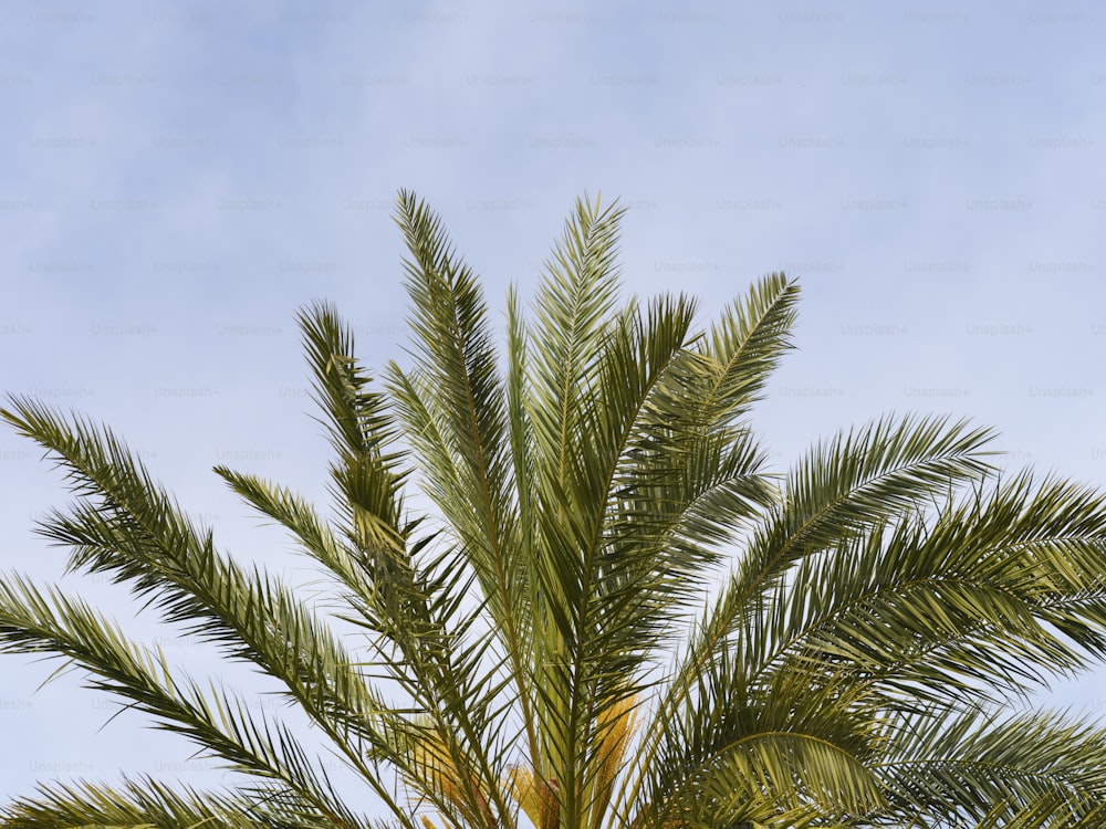 a palm tree with a blue sky in the background