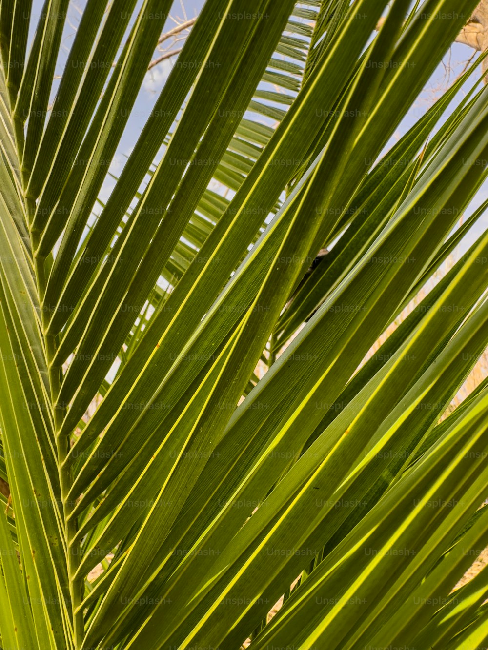 um pássaro está empoleirado em uma palmeira