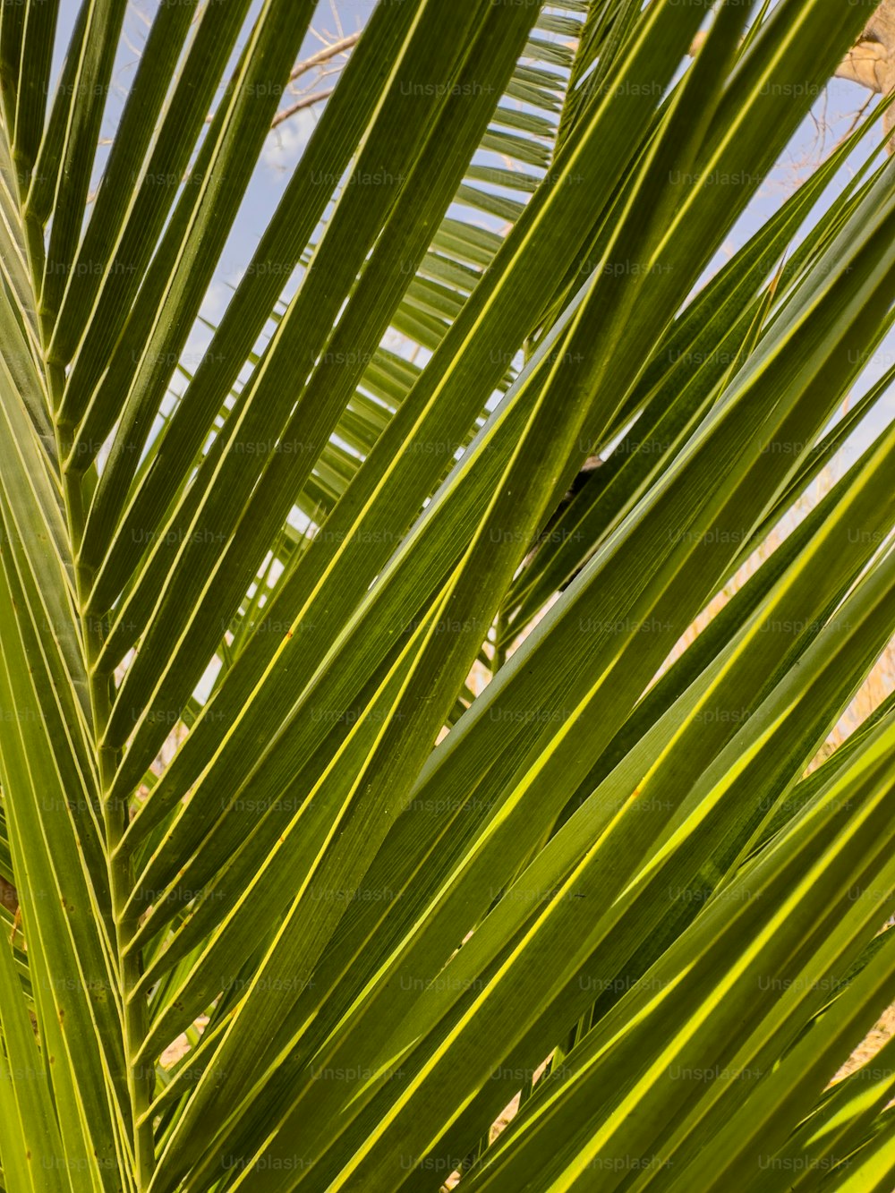 Un pájaro está posado en una palmera