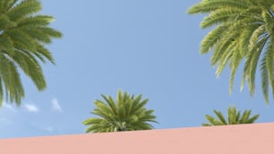 Palmen vor blauem Himmel und rosa Mauer