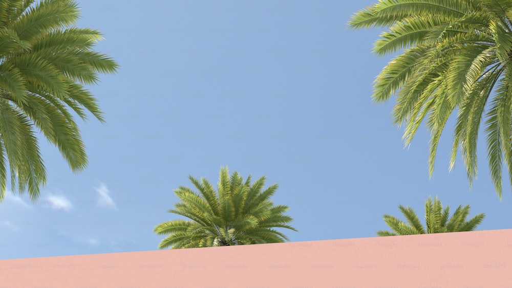 palm trees against a blue sky and a pink wall