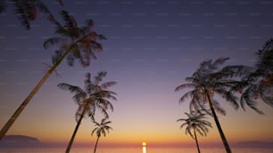 Palme fiancheggiano la spiaggia mentre il sole tramonta