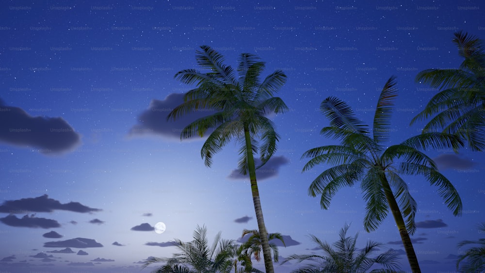 a full moon and some palm trees at night