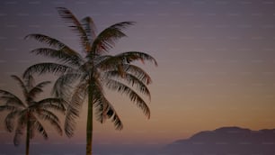 a couple of palm trees sitting next to each other