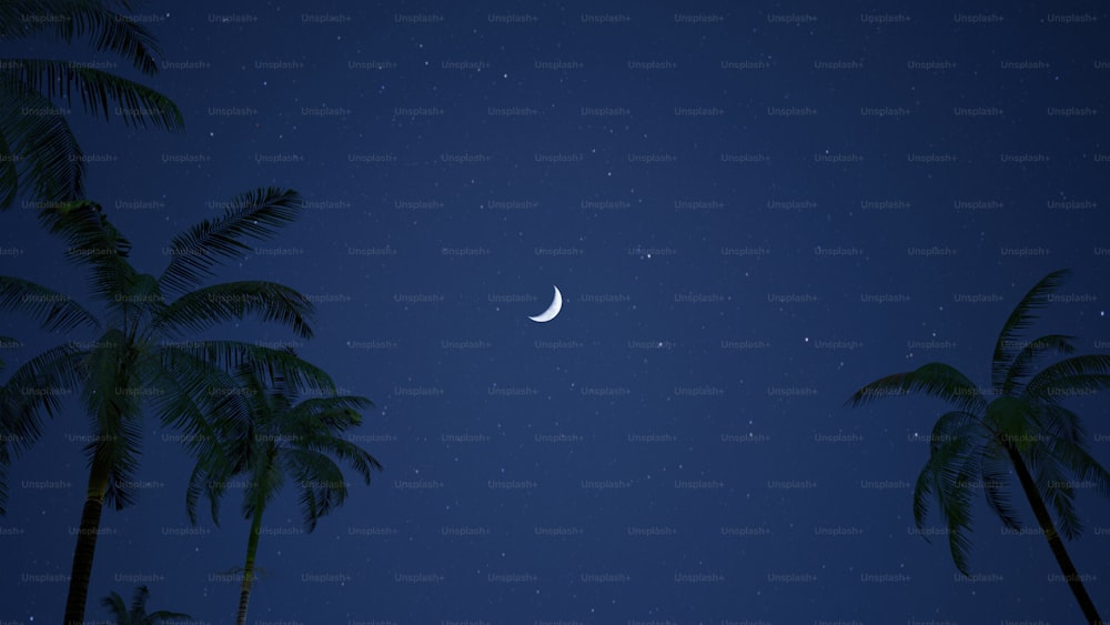 des palmiers et une demi-lune la nuit
