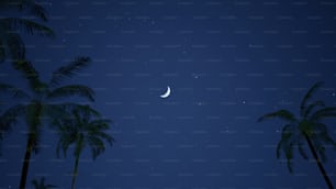 palm trees and a half moon at night