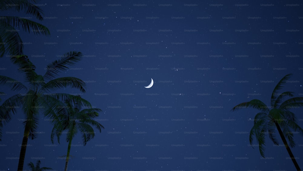 palm trees and a half moon at night