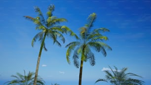 a couple of palm trees sitting on top of a beach