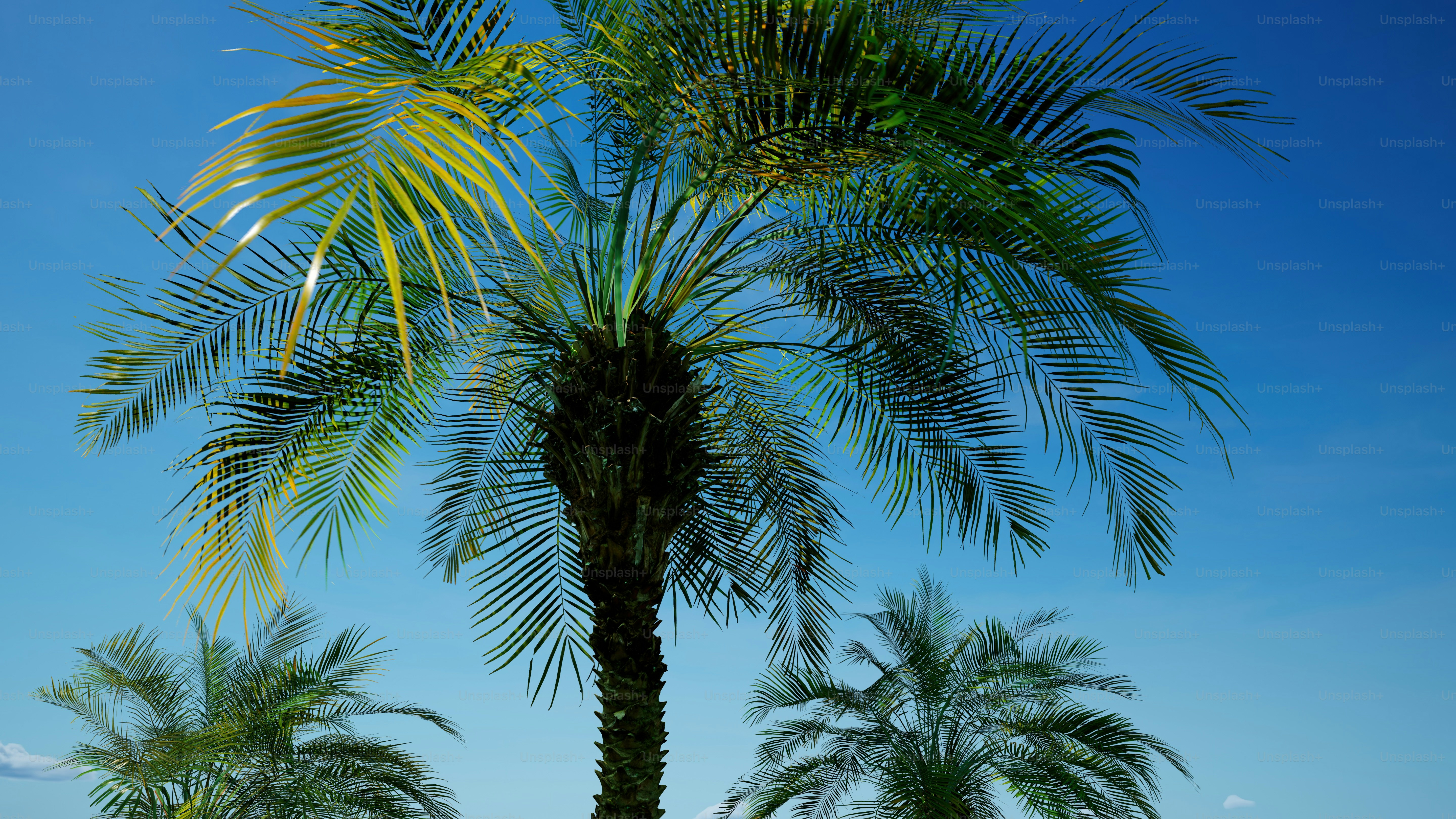 un paio di palme sedute una accanto all'altra