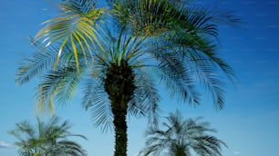 a couple of palm trees sitting next to each other