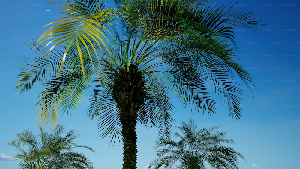 a couple of palm trees sitting next to each other