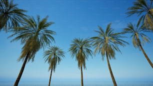 a row of palm trees in front of a body of water