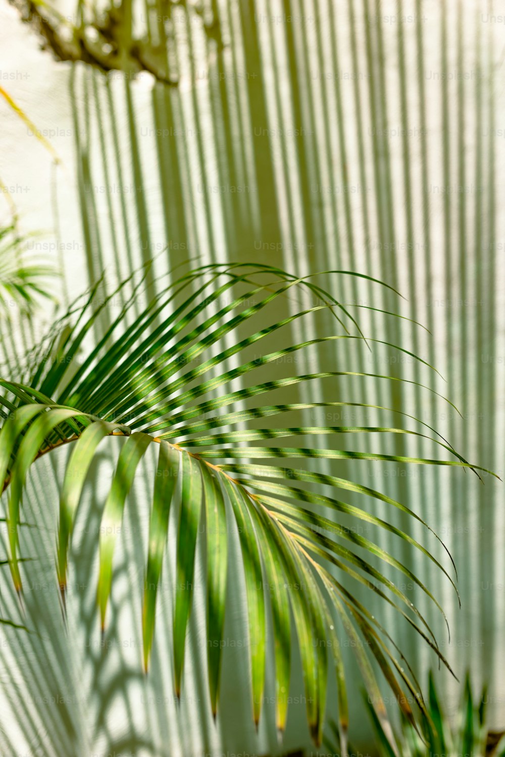 a close up of a palm tree with a white wall in the background