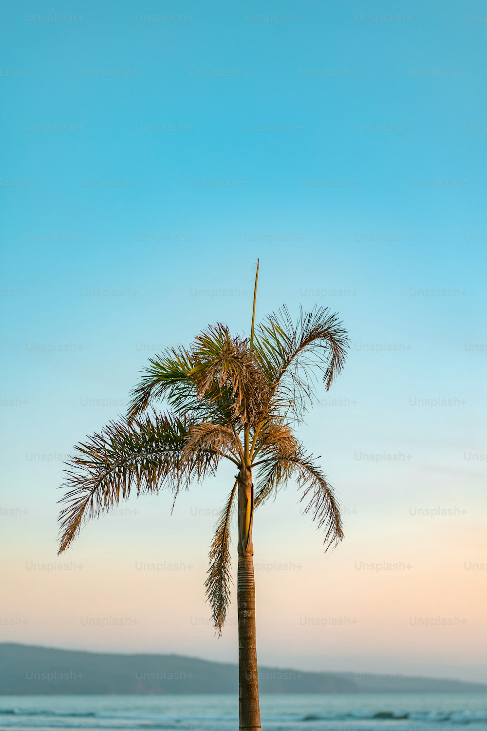 Una palma sulla spiaggia con l'oceano sullo sfondo