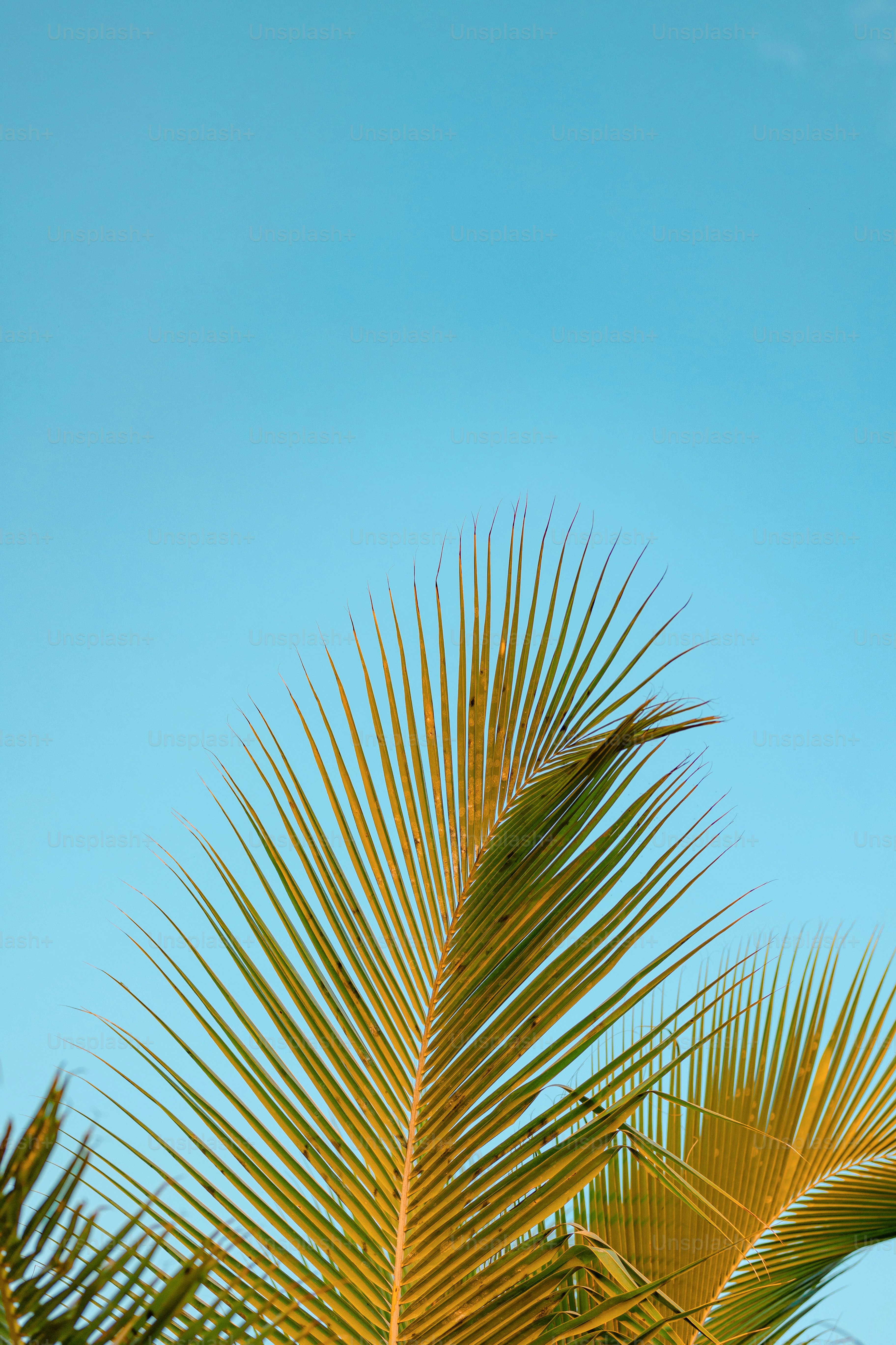 a close up of a palm tree with a blue sky in the background