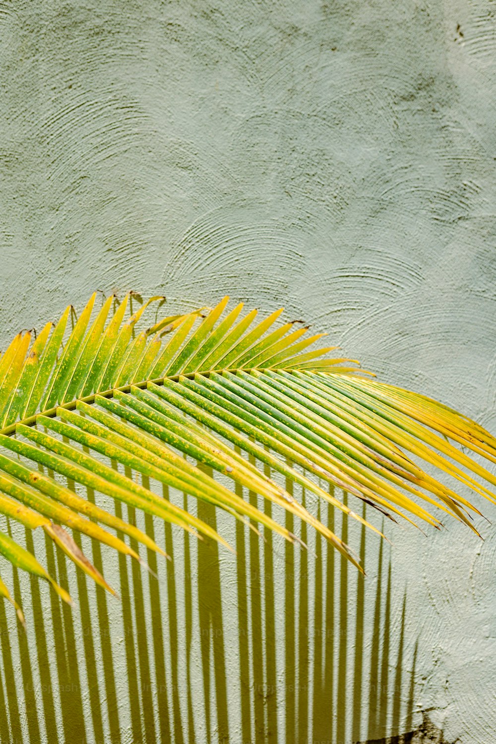 a palm tree is reflected in a pool of water