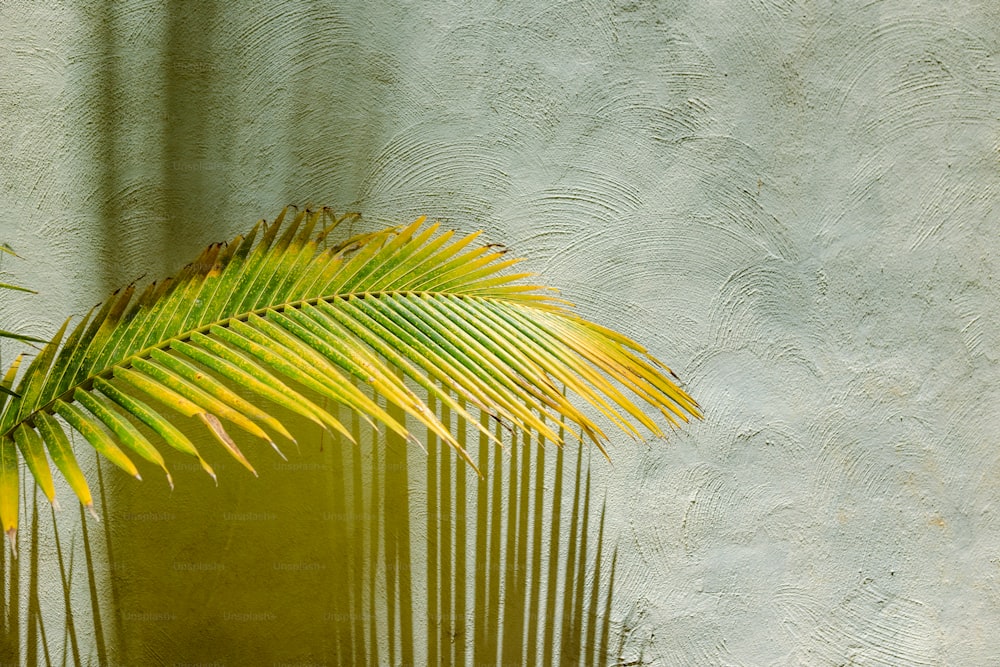 un palmier devant un mur de stuc