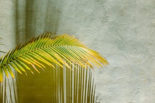 a palm tree in front of a stucco wall