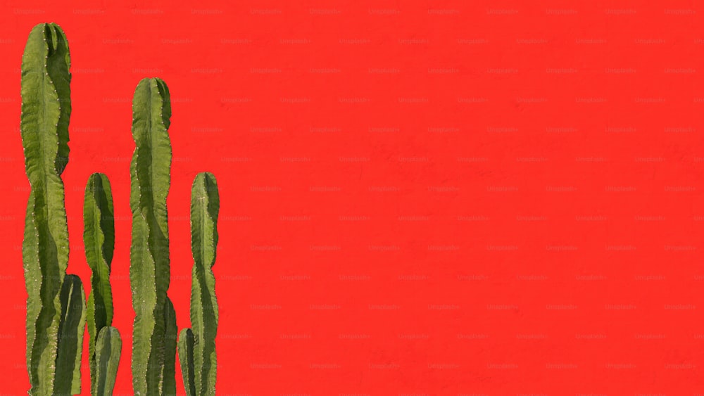 a painting of a cactus against a red background