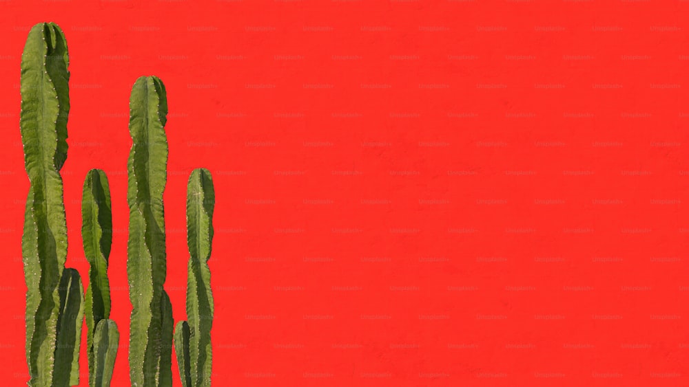 a painting of a cactus against a red background