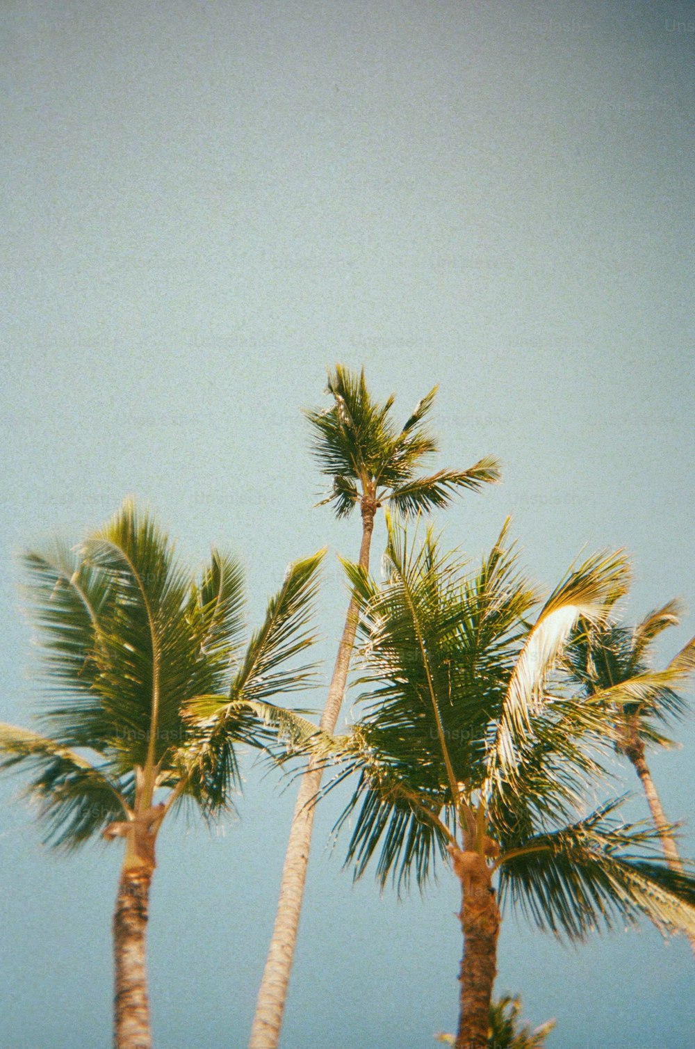 a group of palm trees with a blue sky in the background