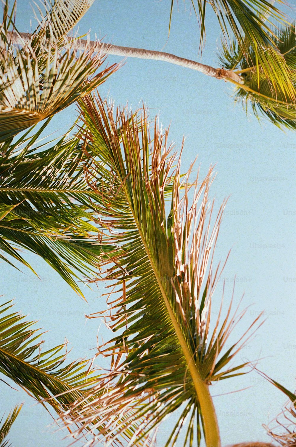 Un oiseau est perché au sommet d’un palmier
