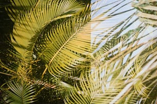 Gros plan des feuilles d’un palmier