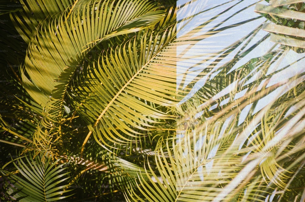 a close up of a palm tree leaves