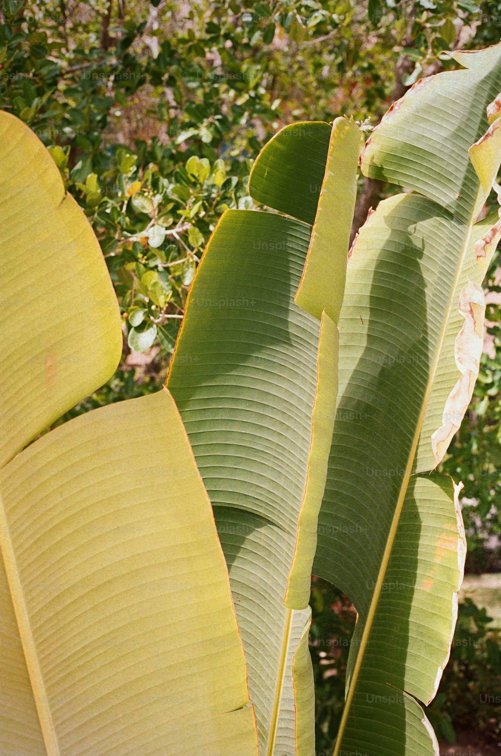 a banana tree with a bird perched on top of it