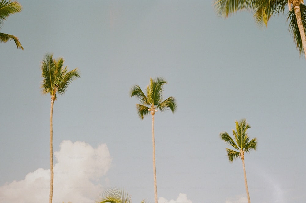 a group of palm trees against a blue sky