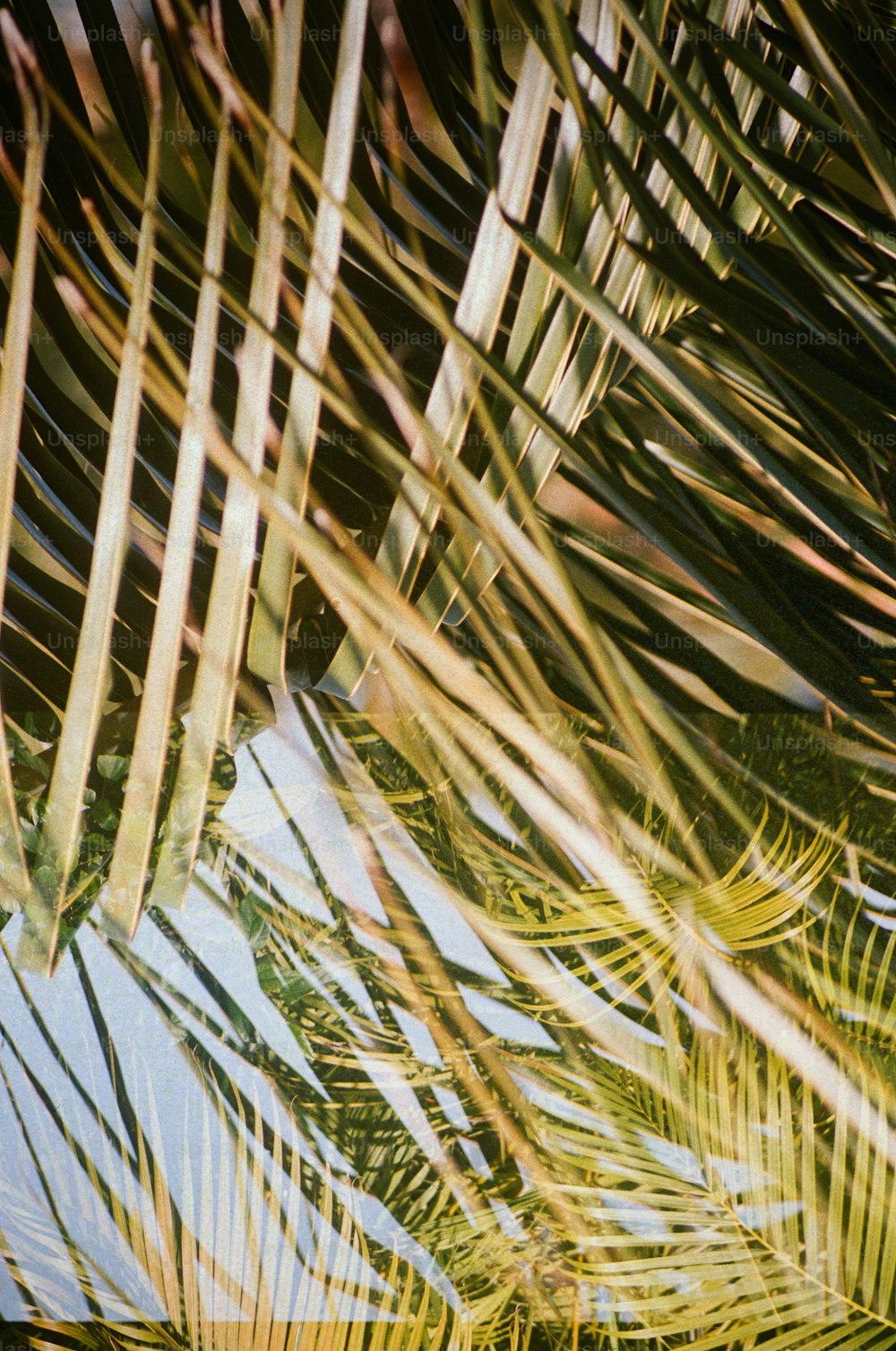 a bird sitting on a palm tree branch