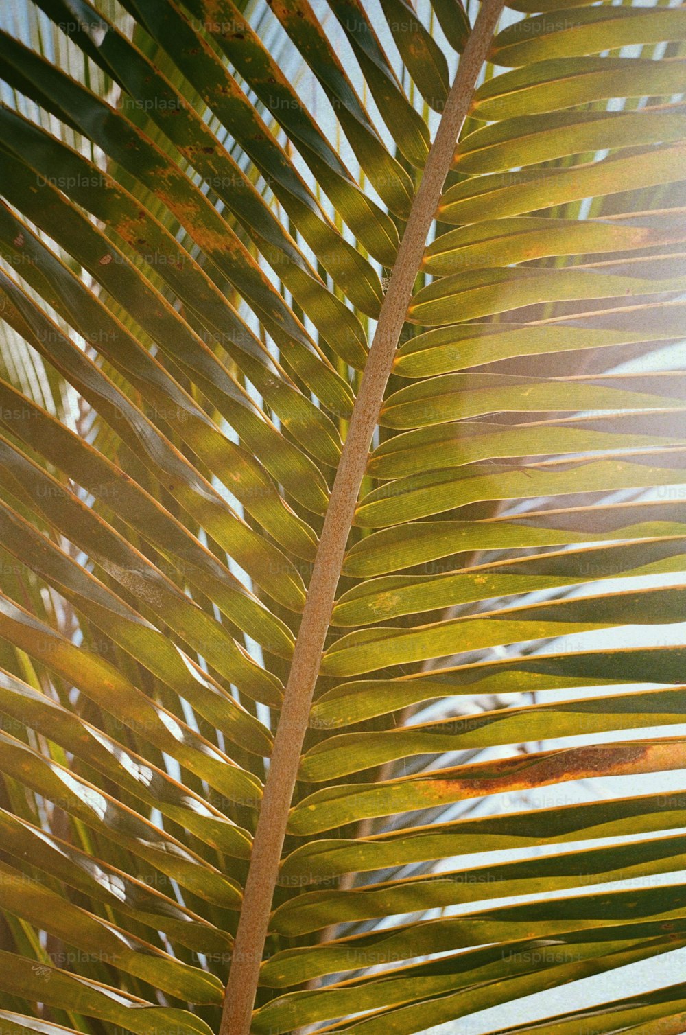 Un primer plano de una hoja de palma con el sol en el fondo