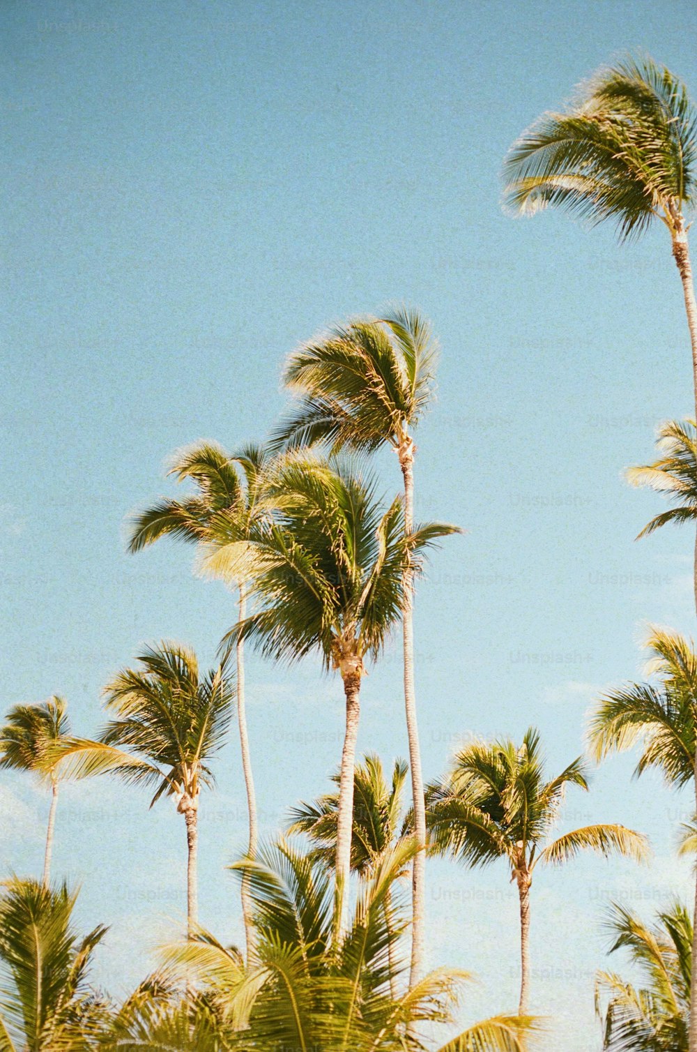 Summertime Pictures  Download Free Images on Unsplash