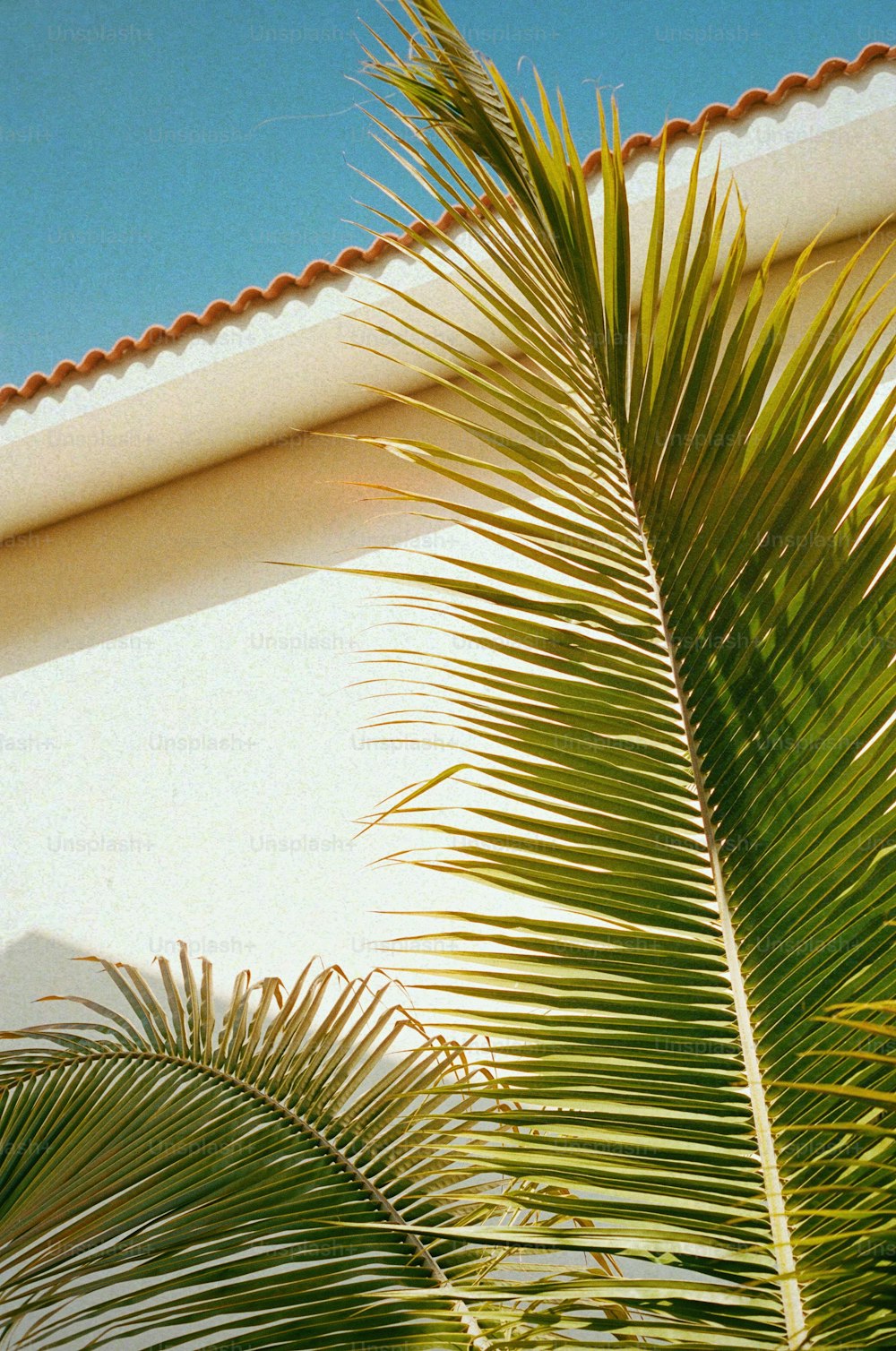 a close up of a palm tree near a building