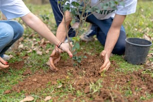 Un par de personas arrodilladas para plantar un árbol