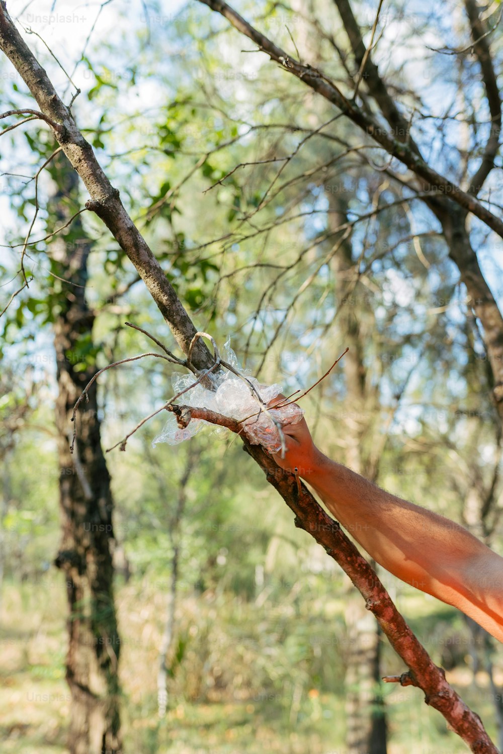 a plastic bag stuck in a tree branch