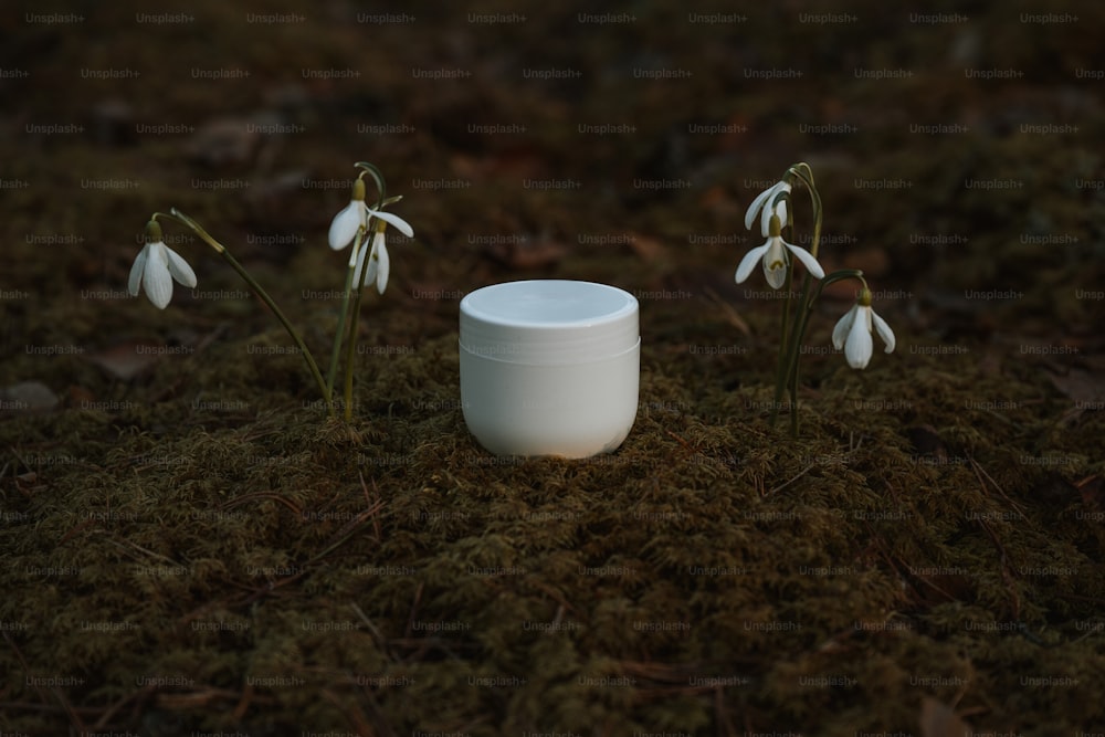 a white cup sitting on top of a moss covered ground