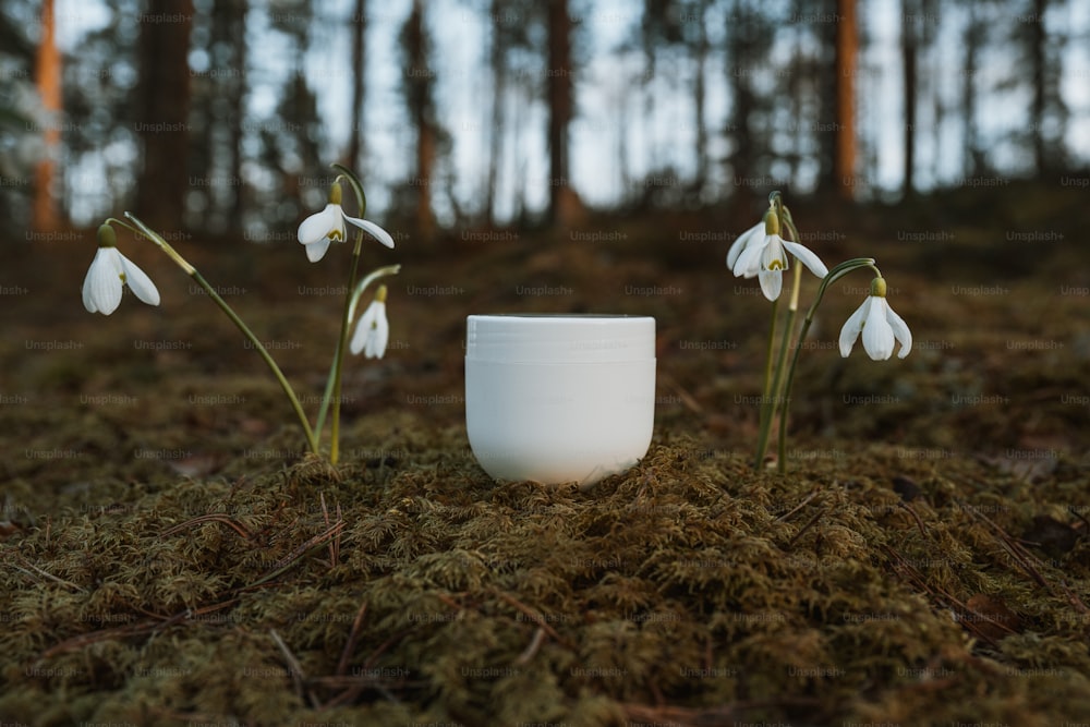 a white cup sitting on top of a moss covered ground