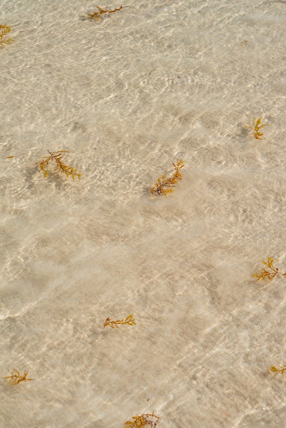 Un grupo de algas flotando en la cima de una playa de arena