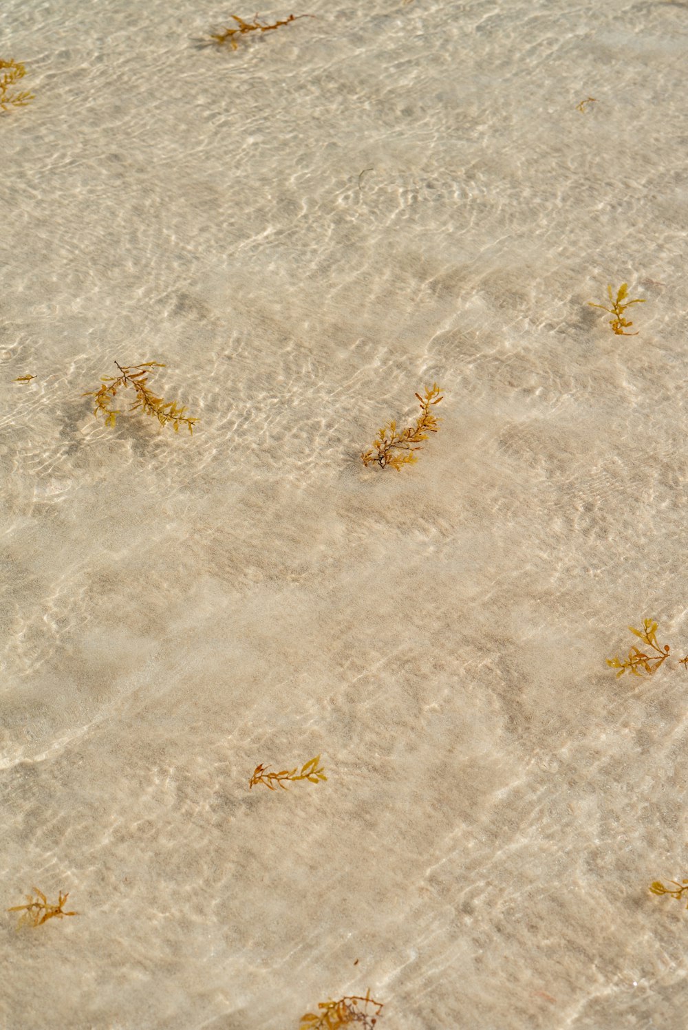 a group of seaweed floating on top of a sandy beach