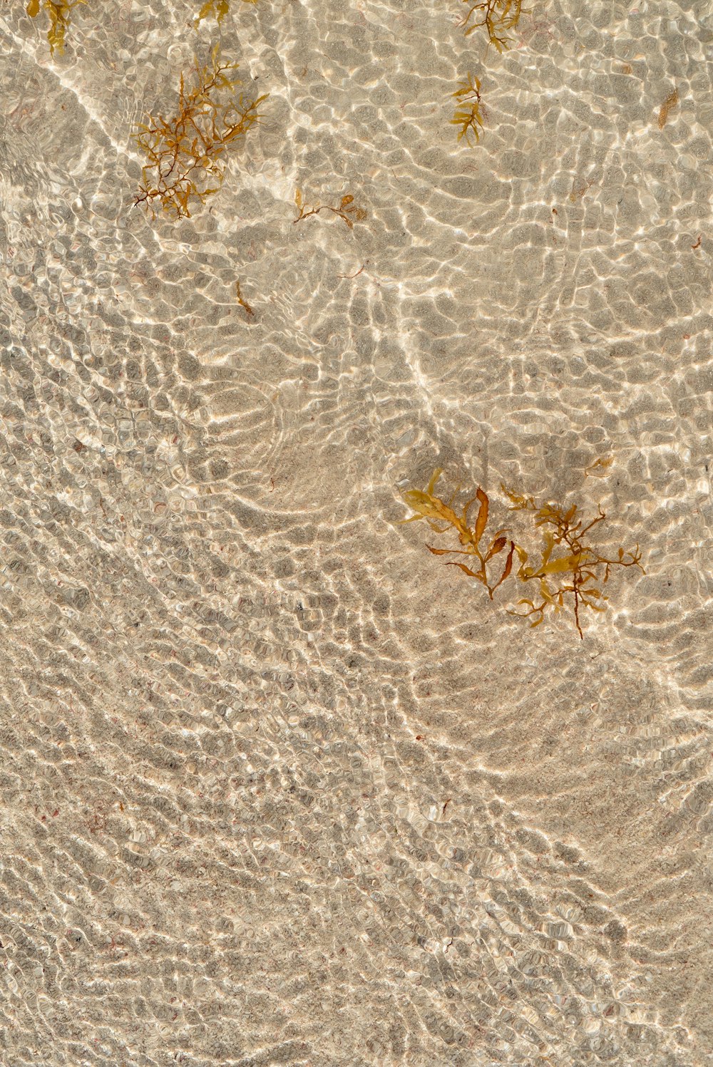 um grupo de algas marinhas flutuando no topo de uma praia de areia
