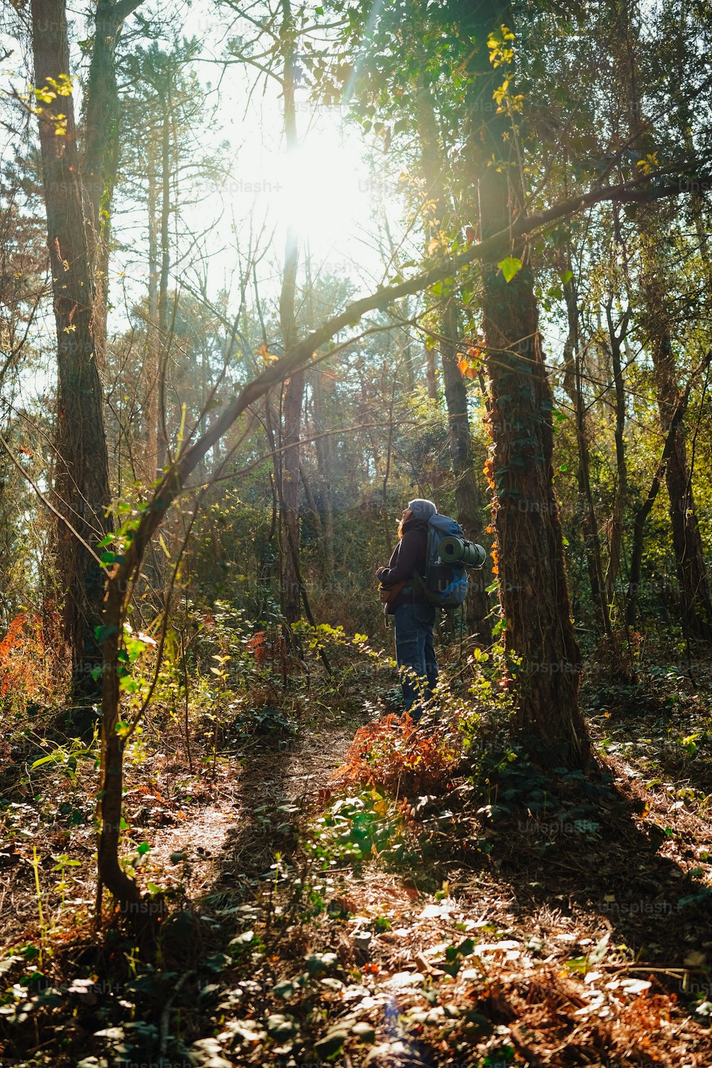 a person walking through a forest on a sunny day