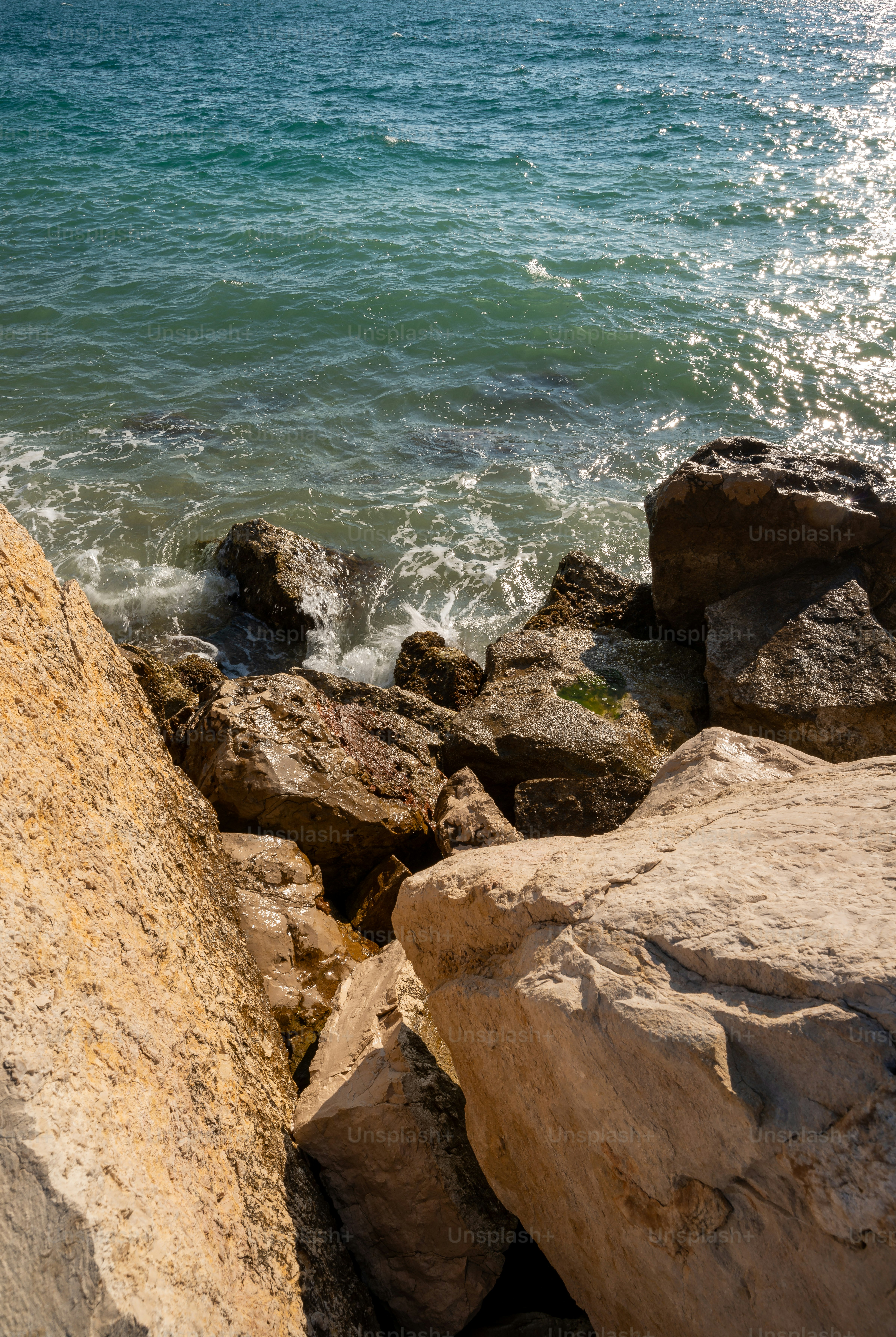 Un pájaro sentado en una roca junto al océano